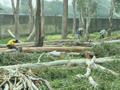 tree, cut, airforce station, near, stand, pathankot